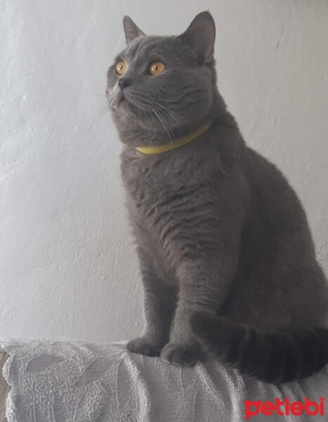 British Shorthair, Kedi  alex fotoğrafı