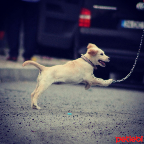 Golden Retriever, Köpek  Lady fotoğrafı