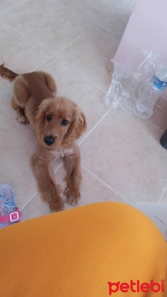 Amerikan Cocker Spaniel, Köpek  Boby fotoğrafı