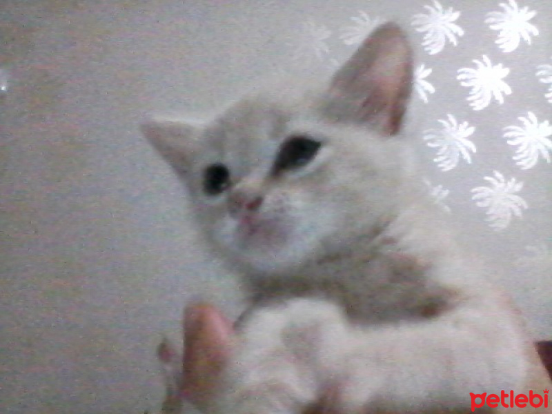 Tekir Kedi, Kedi  maviş fotoğrafı