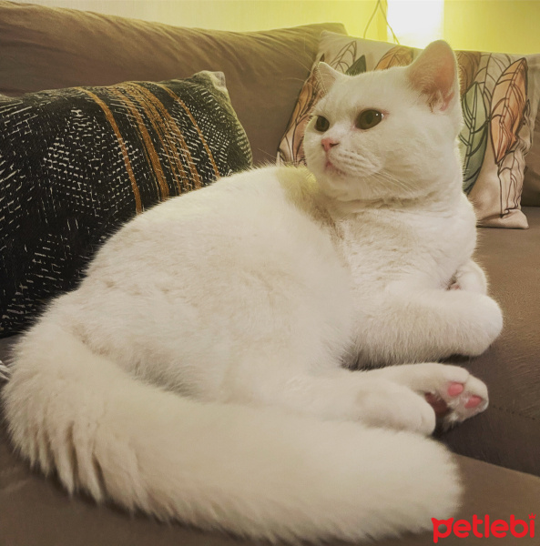 British Shorthair, Kedi  Bulut fotoğrafı