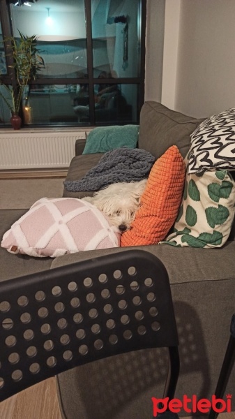 Maltese, Köpek  Mozart fotoğrafı