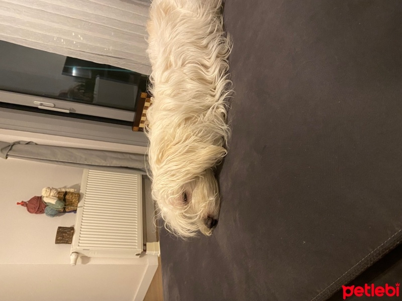 Maltese, Köpek  Mozart fotoğrafı