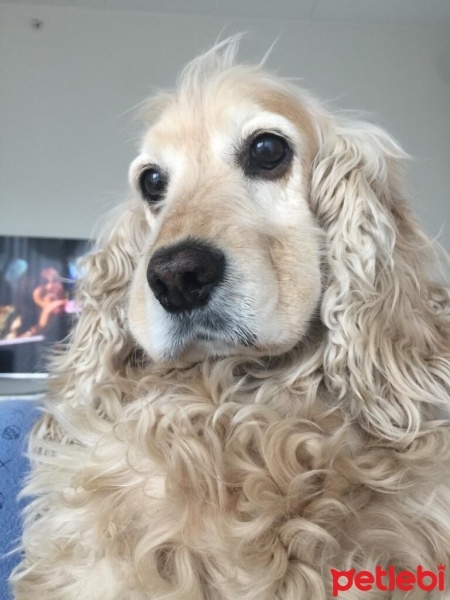 İngiliz Cocker Spaniel, Köpek  Puppy fotoğrafı