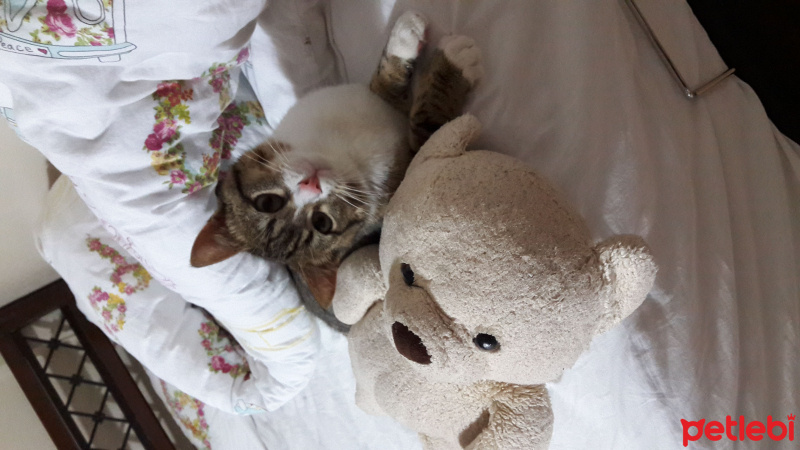 Tekir Kedi, Kedi  Orçun fotoğrafı