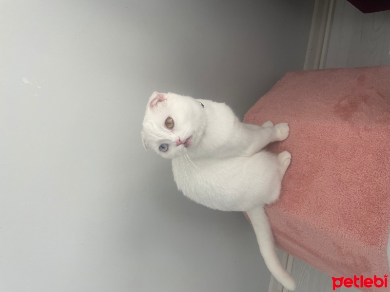 Scottish Fold, Kedi  Mia fotoğrafı