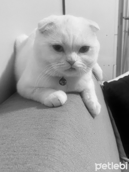 Scottish Fold, Kedi  Mia fotoğrafı