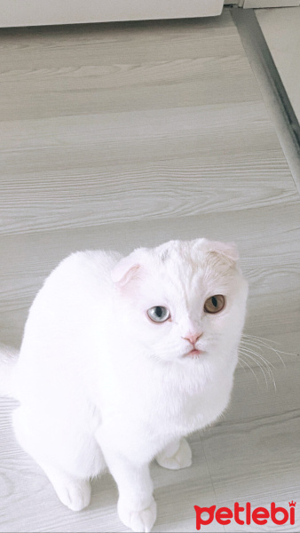 Scottish Fold, Kedi  Mia fotoğrafı