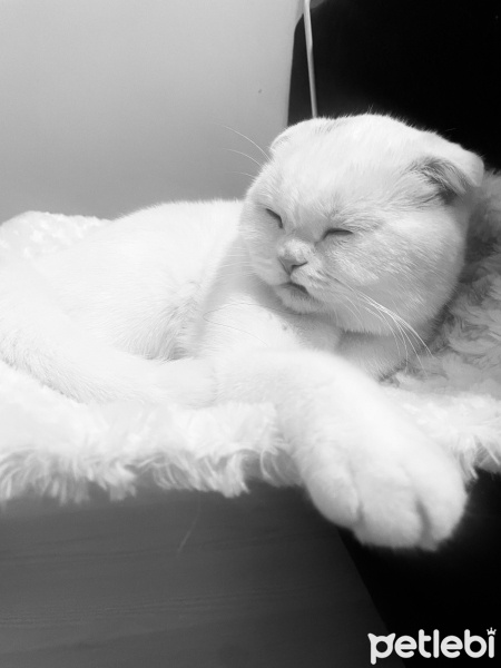Scottish Fold, Kedi  Mia fotoğrafı