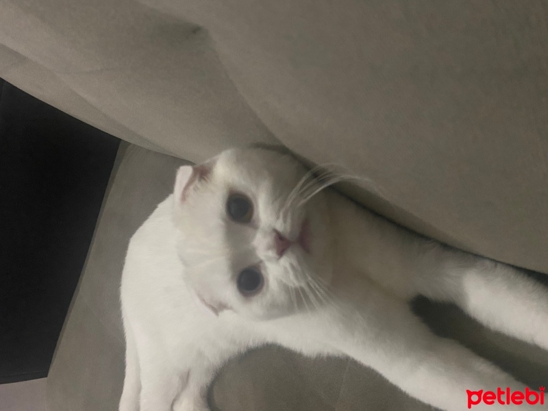 Scottish Fold, Kedi  Mia fotoğrafı