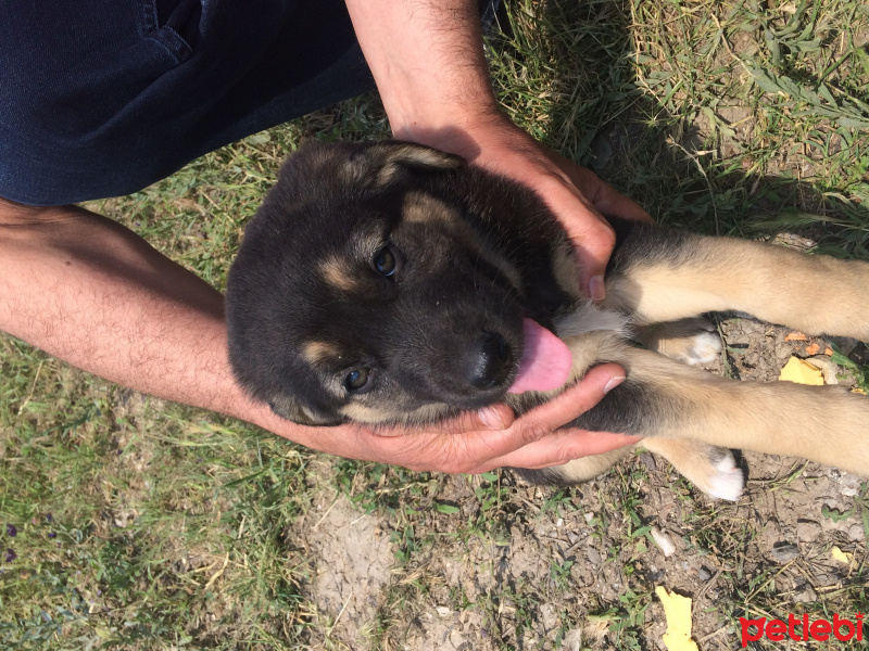 Akbaş, Köpek  Oburlar fotoğrafı