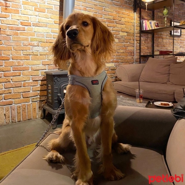 Amerikan Cocker Spaniel, Köpek  shine fotoğrafı