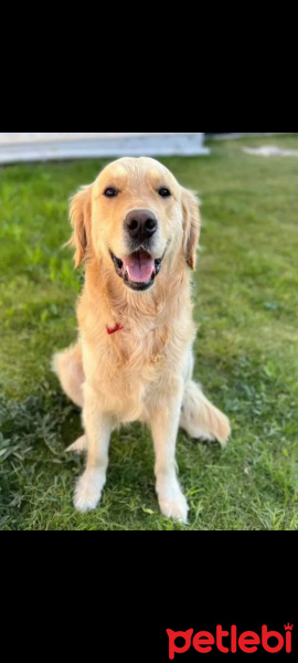 Golden Retriever, Köpek  Ares fotoğrafı