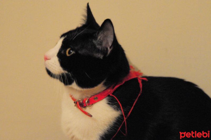 Tuxedo (Smokin) Kedi, Kedi  Zeki fotoğrafı