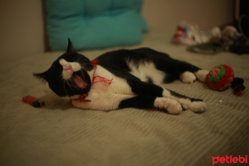 Tuxedo (Smokin) Kedi, Kedi  Zeki fotoğrafı