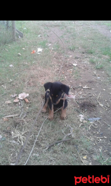 İngiliz Setter, Köpek  nakşi  fotoğrafı