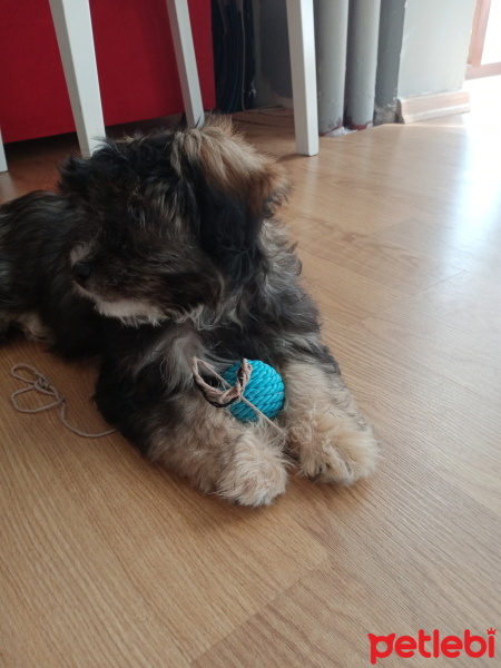 Maltese, Köpek  Tarçın fotoğrafı