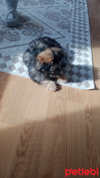 Maltese, Köpek  Tarçın fotoğrafı