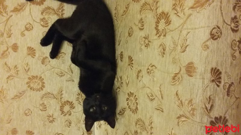 Bombay, Kedi  Kedi Hades fotoğrafı