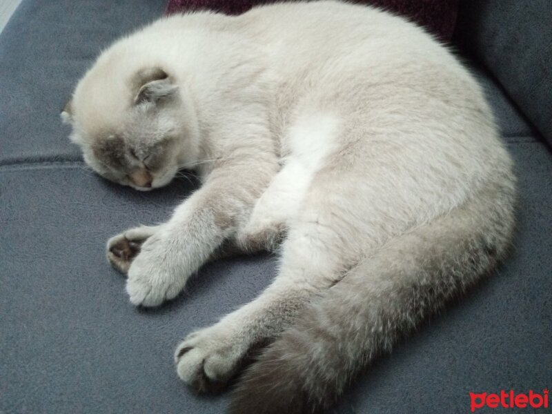 Scottish Fold, Kedi  Mira fotoğrafı