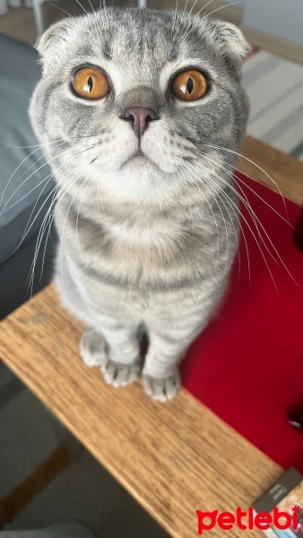 Scottish Fold, Kedi  Turşu fotoğrafı