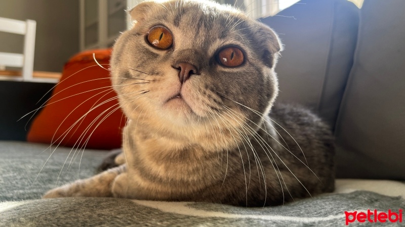 Scottish Fold, Kedi  Turşu fotoğrafı
