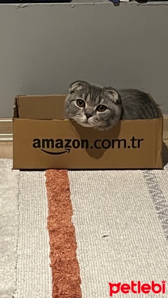 Scottish Fold, Kedi  Turşu fotoğrafı