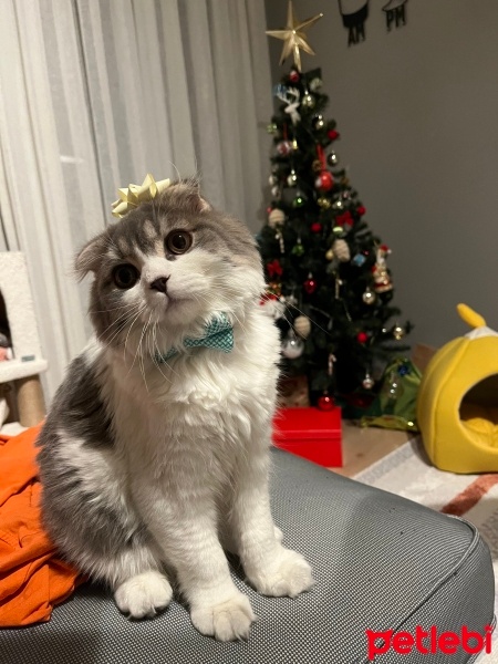 Scottish Fold, Kedi  Yoda fotoğrafı
