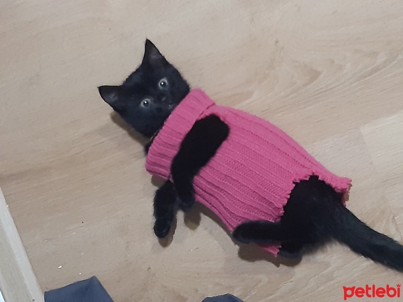 Bombay, Kedi  Bihter fotoğrafı