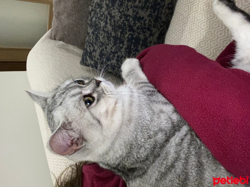 British Shorthair, Kedi  Duman fotoğrafı