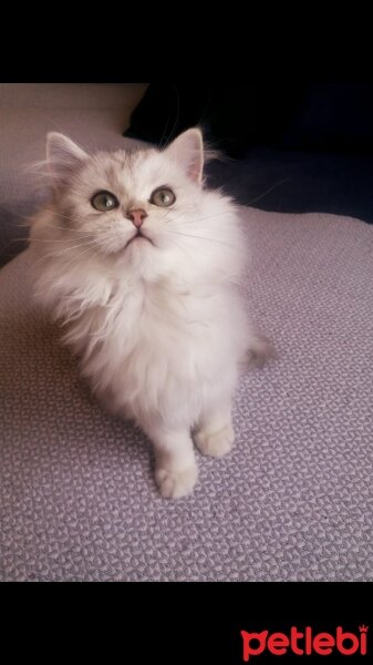 British Longhair, Kedi  Karan fotoğrafı