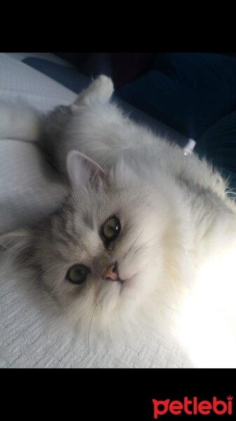 British Longhair, Kedi  Karan fotoğrafı