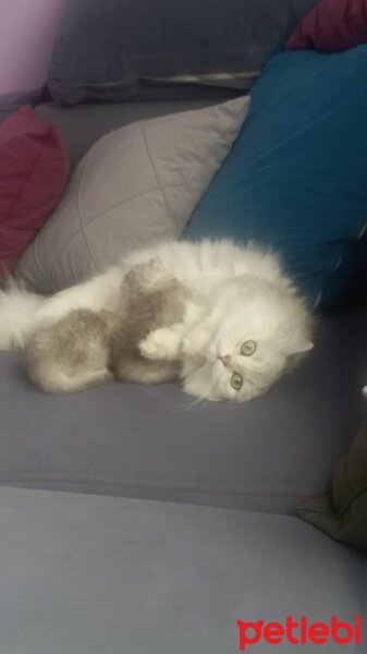 British Longhair, Kedi  Karan fotoğrafı