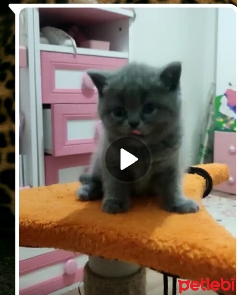 Scottish Fold, Kedi  Miya fotoğrafı