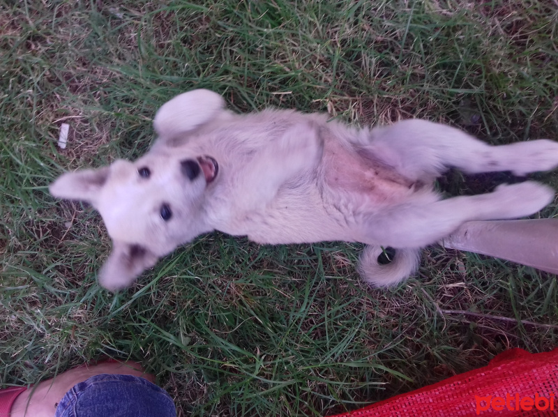Sokö (Sokak Köpeği), Köpek  Bulut fotoğrafı