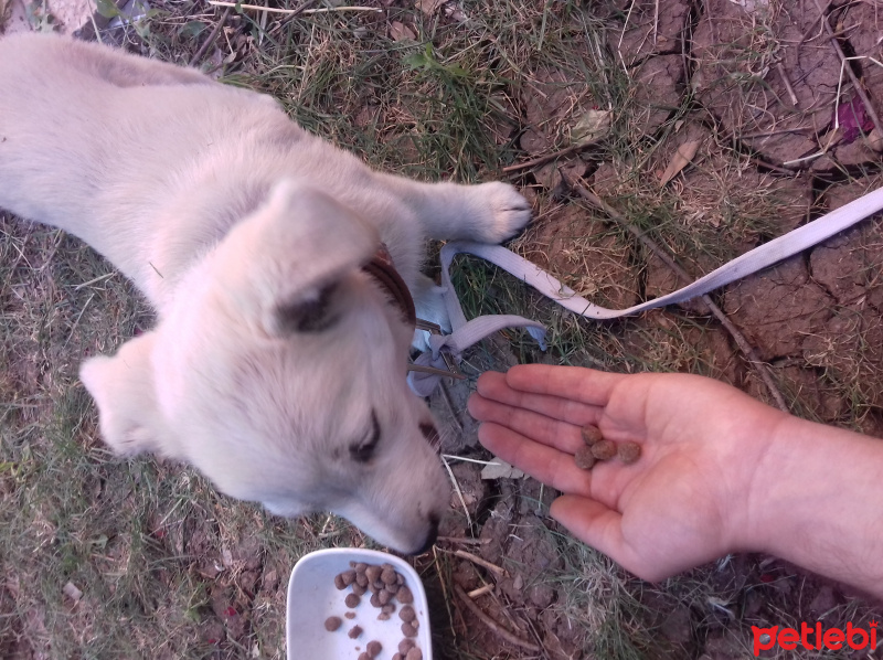 Sokö (Sokak Köpeği), Köpek  Bulut fotoğrafı