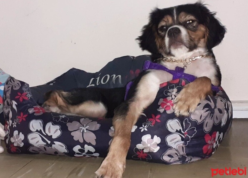Pekingese, Köpek  Leydi fotoğrafı