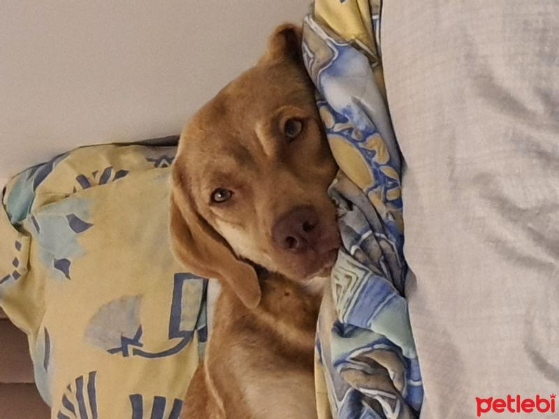 Sokö (Sokak Köpeği), Köpek  Leona fotoğrafı