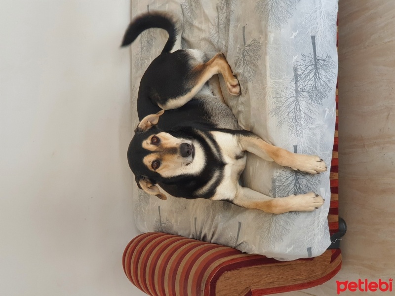Sokö (Sokak Köpeği), Köpek  Ateş fotoğrafı