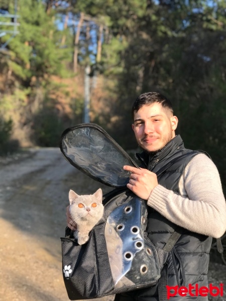British Shorthair, Kedi  Bulut fotoğrafı