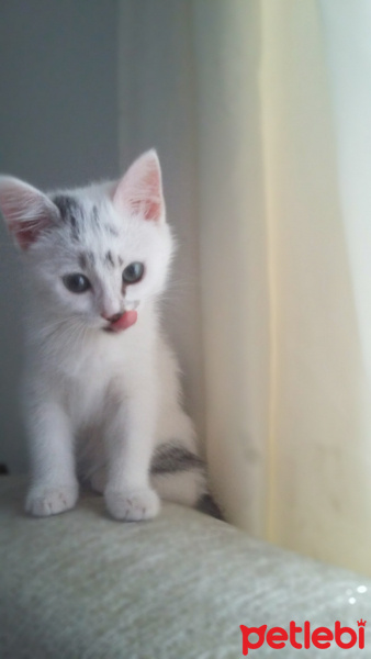 Tekir Kedi, Kedi  Leyla fotoğrafı