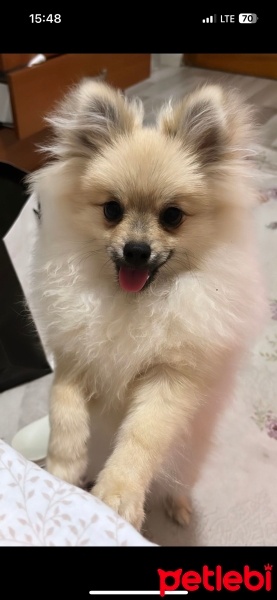 Pomeranyalı, Köpek  Leo fotoğrafı