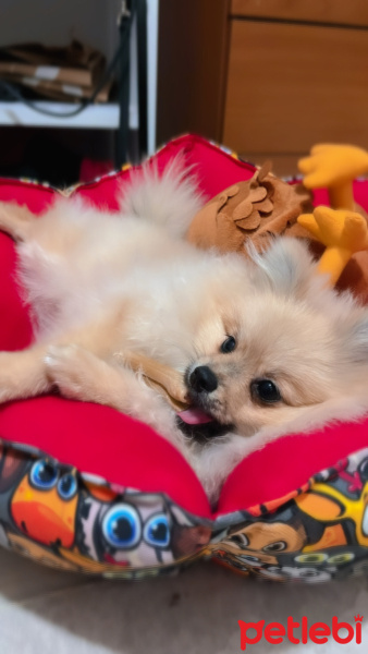 Pomeranyalı, Köpek  Leo fotoğrafı