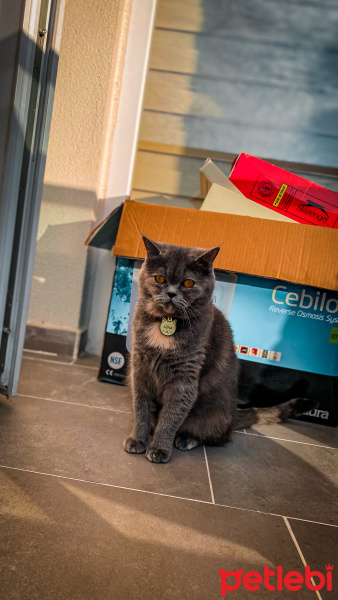 British Shorthair, Kedi  Lena fotoğrafı