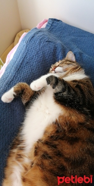 Tekir Kedi, Kedi  Yumak fotoğrafı