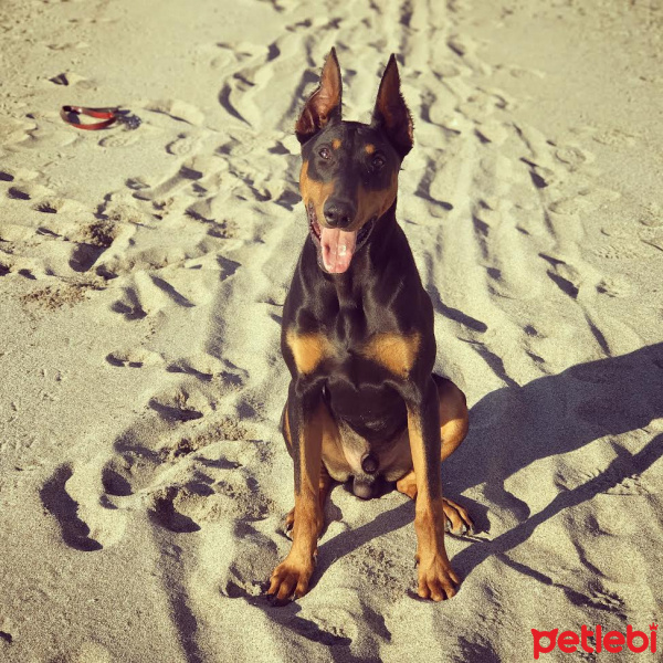 Doberman Pinscher, Köpek  Oscar fotoğrafı