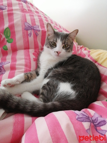 Tekir Kedi, Kedi  Dişsiz fotoğrafı