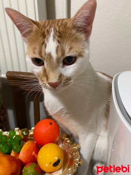 Tekir Kedi, Kedi  karamel fotoğrafı