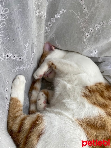 Tekir Kedi, Kedi  karamel fotoğrafı
