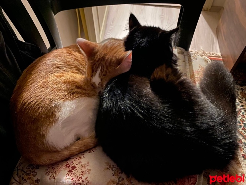 Tekir Kedi, Kedi  karamel fotoğrafı